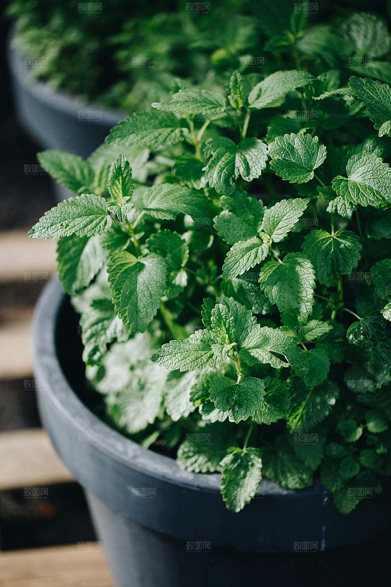 薄荷种植植物摄影