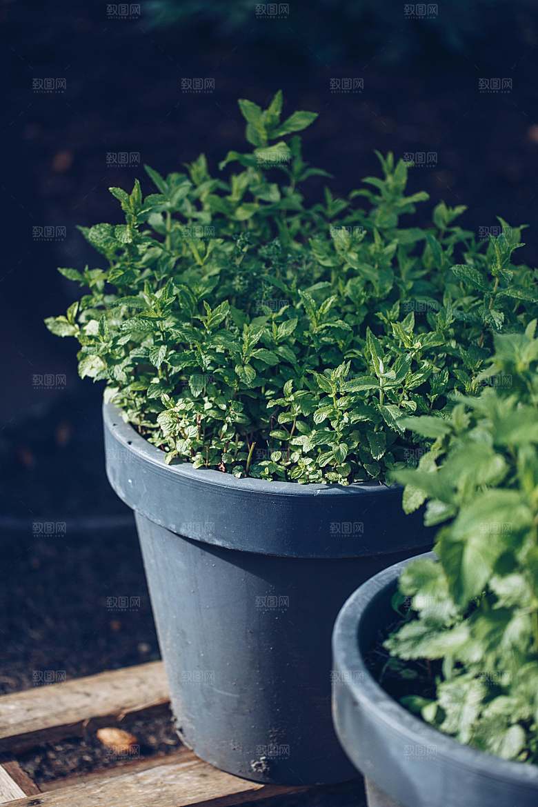 薄荷种植植物摄影