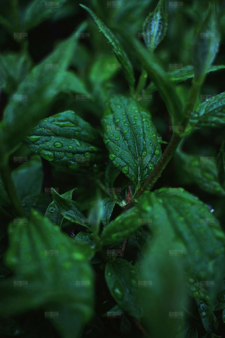薄荷种植植物摄影