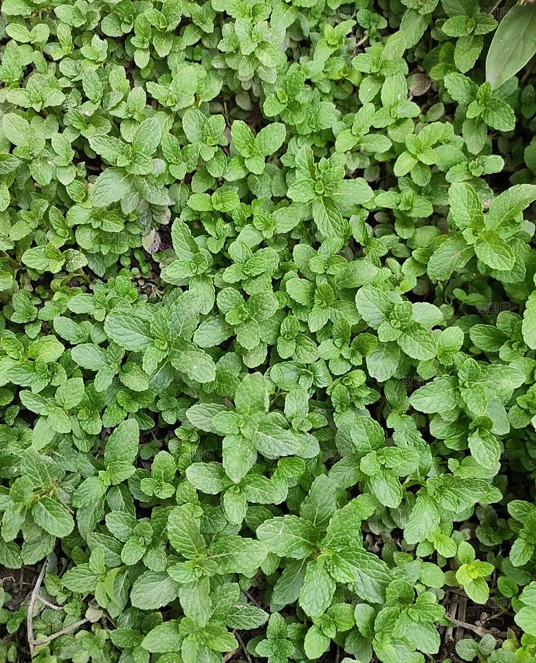 薄荷植物药材摄影