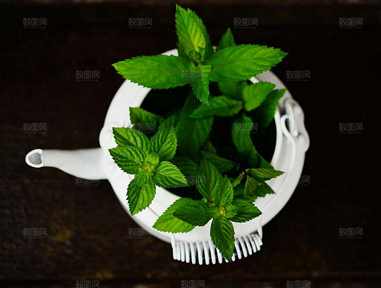 薄荷植物药材摄影