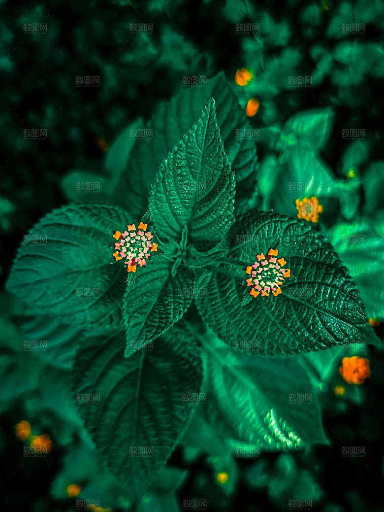 薄荷植物药材摄影