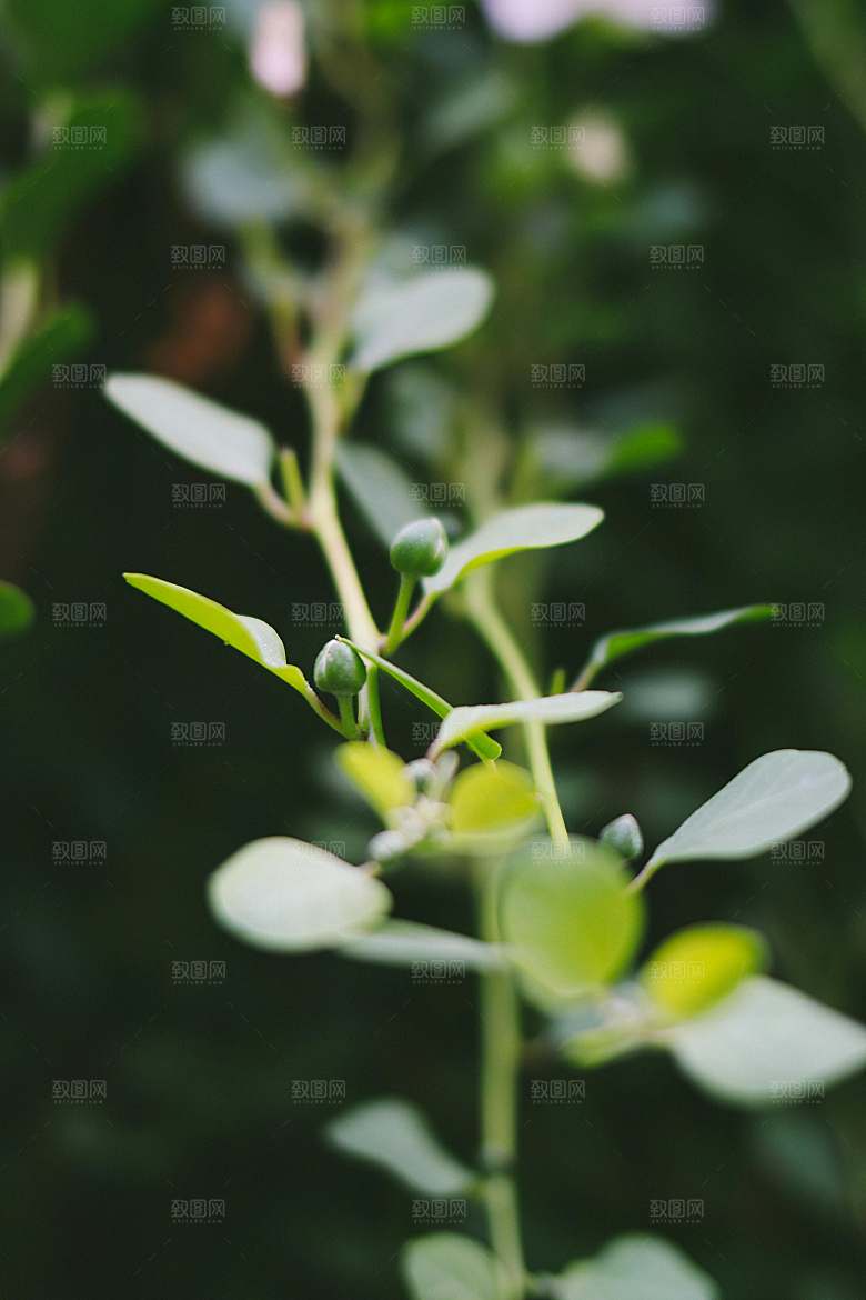 薄荷植物药材摄影