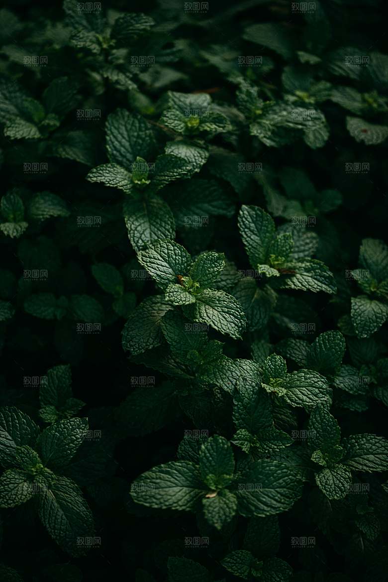薄荷植物药材摄影