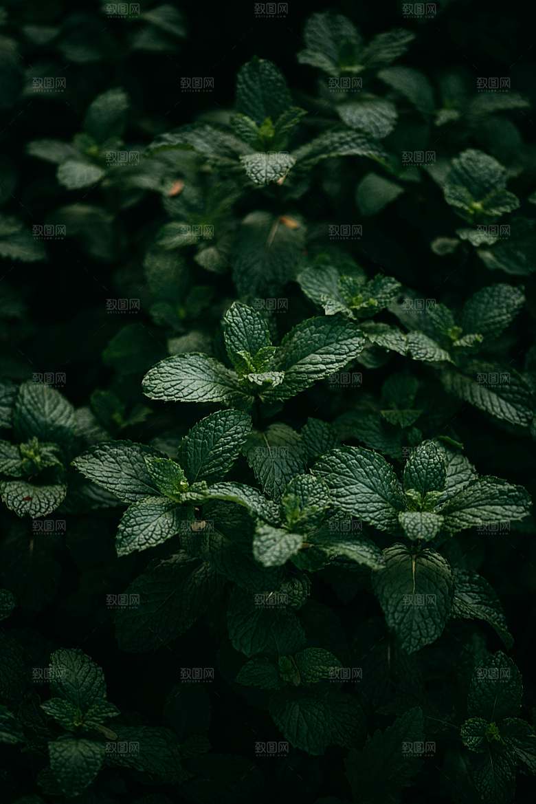 薄荷植物药材摄影