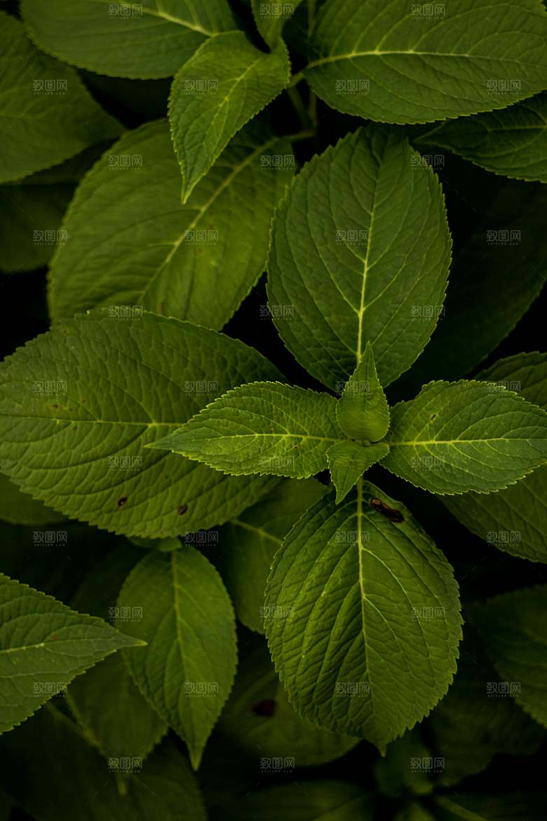 薄荷植物药材摄影