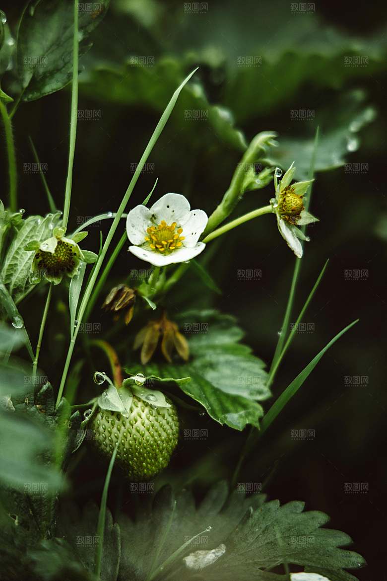 水果摄影素材草莓