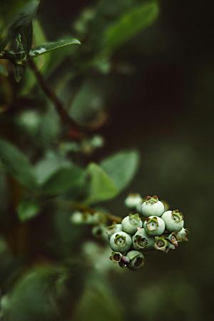 蓝莓树水果摄影素材