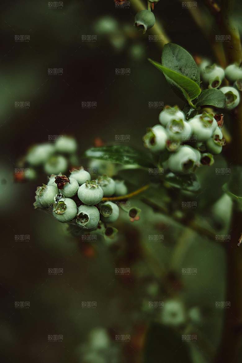 蓝莓树水果摄影素材