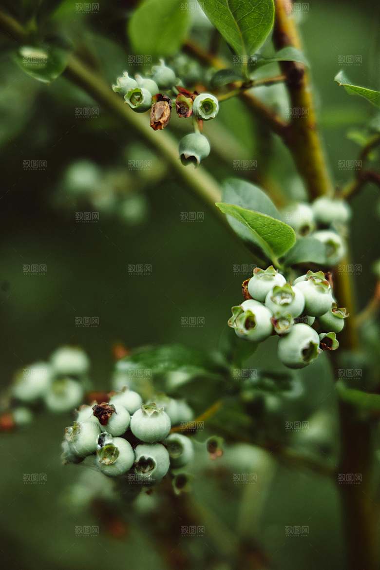 蓝莓树水果摄影素材