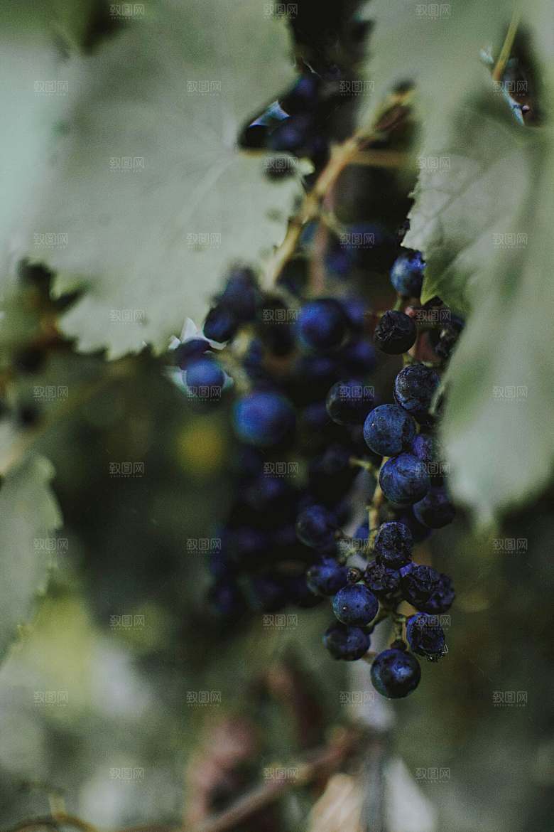 蓝莓果实摄影素材