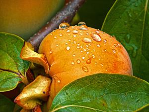 柿子树摄影素材特写水果