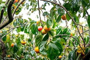 柿子树摄影素材特写水果