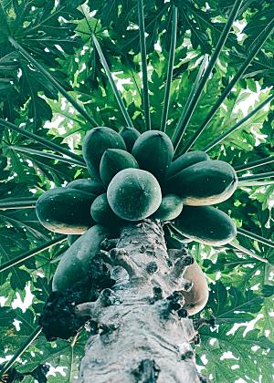 木瓜树水果摄影素材