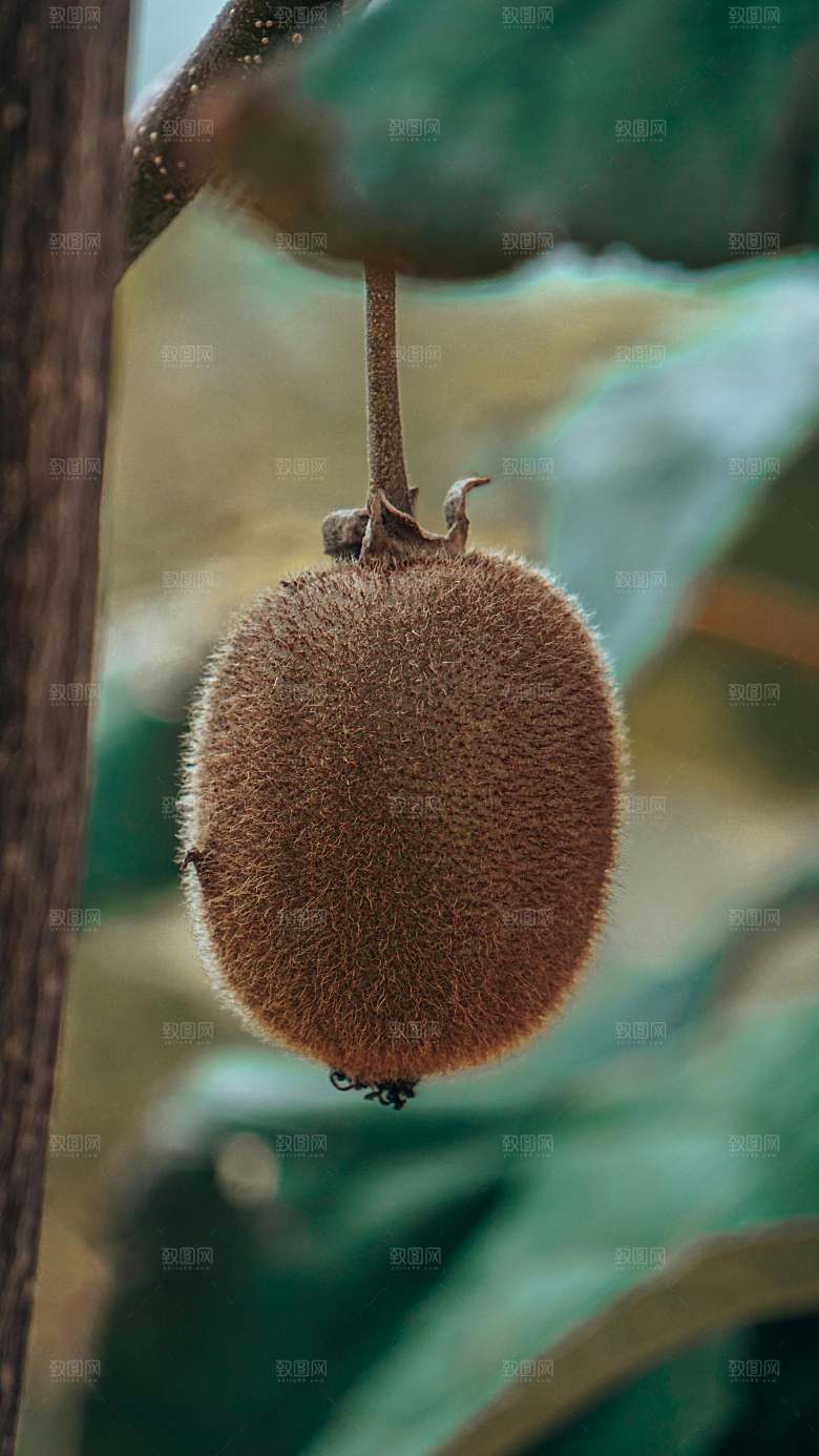 奇异果树木摄影素材