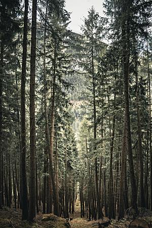 树林山林森林摄影素材