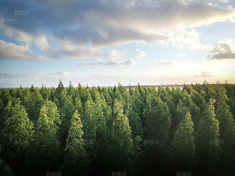 树林山林森林摄影素材