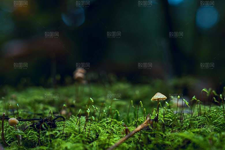 绿色森林树木树林摄影