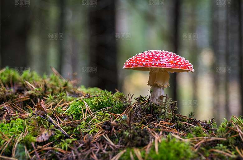绿色森林树木树林摄影