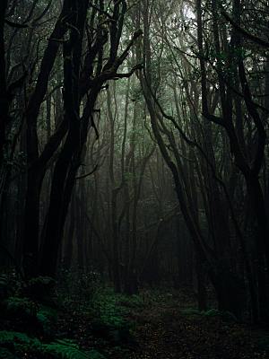 绿色森林树木树林摄影