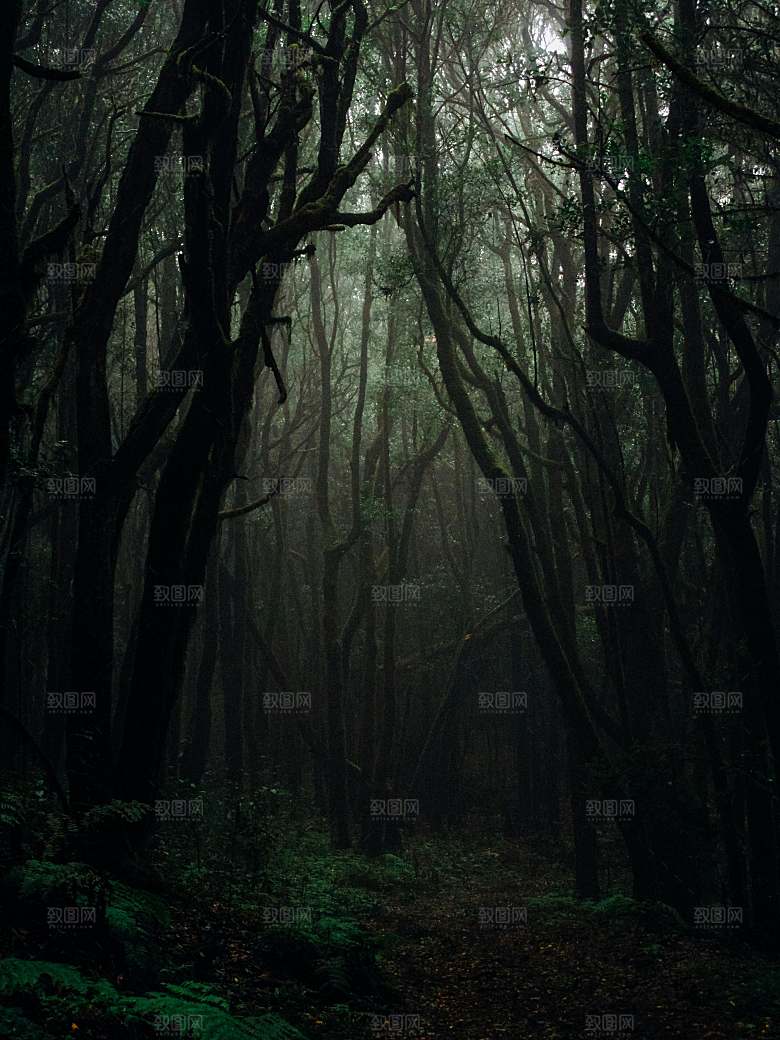 绿色森林树木树林摄影