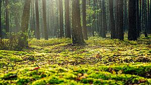 绿色森林树木树林摄影