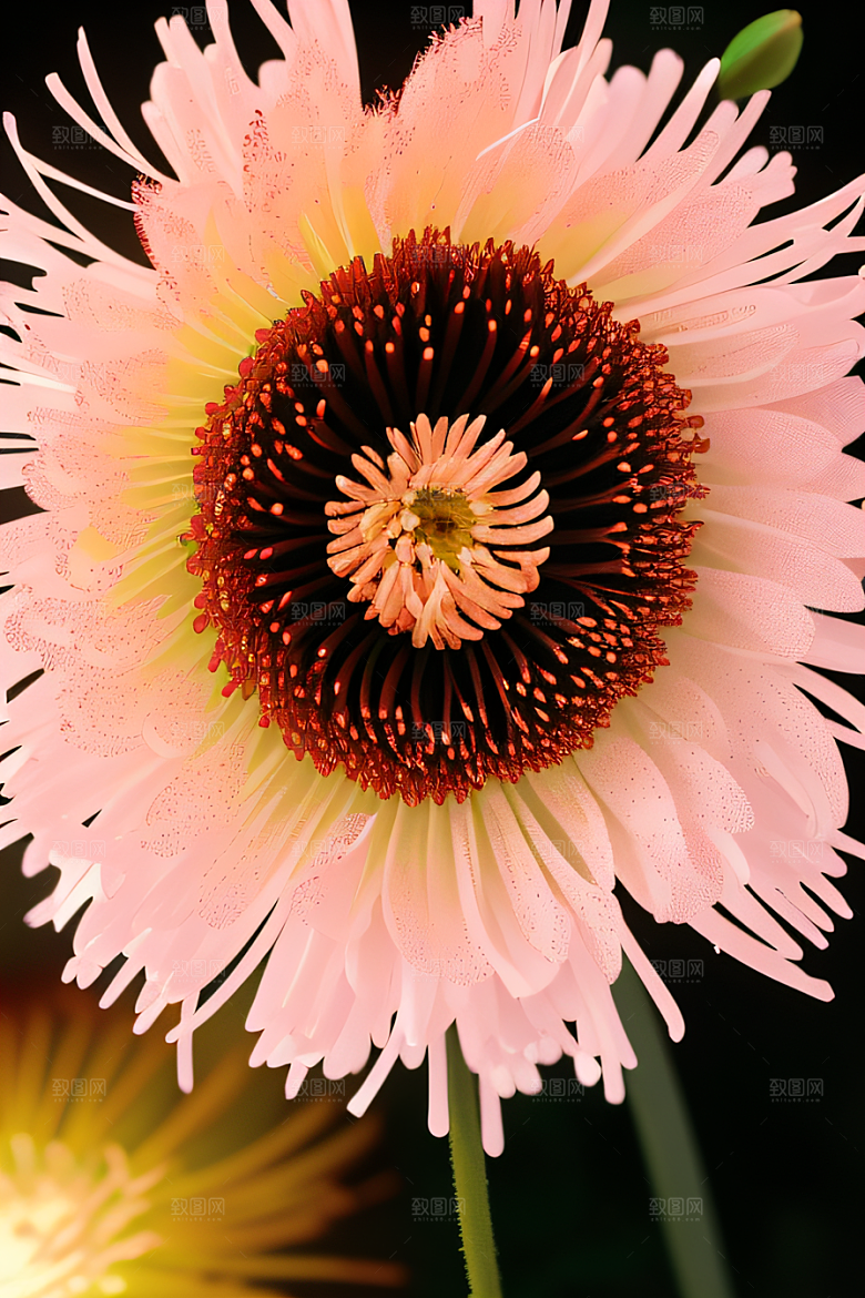 红花倒刺之美忠诚与纯洁的高清日本动画