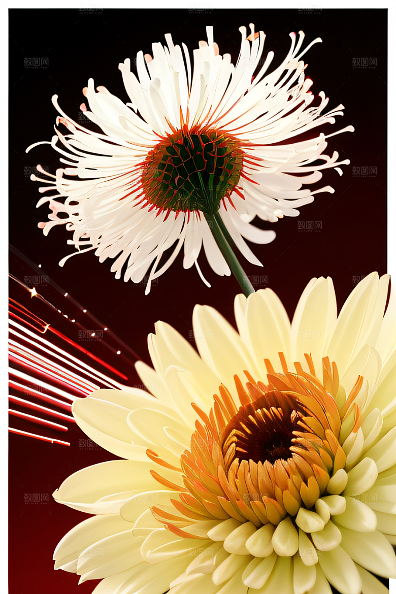 红花倒刺之美忠诚与纯洁的高清日本动画