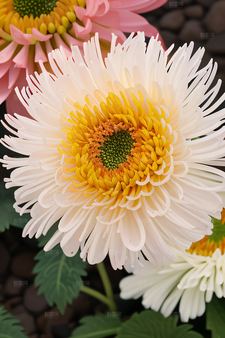 菊花倒刺高清日本动画中的忠诚纯洁之美