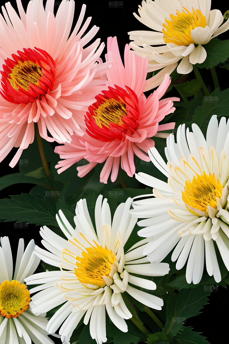 星光菊花忠诚纯洁的高清日本动画之美