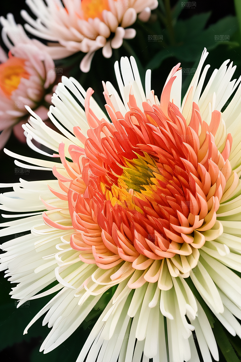 忠诚纯洁之美高清日本动画中的星光菊花