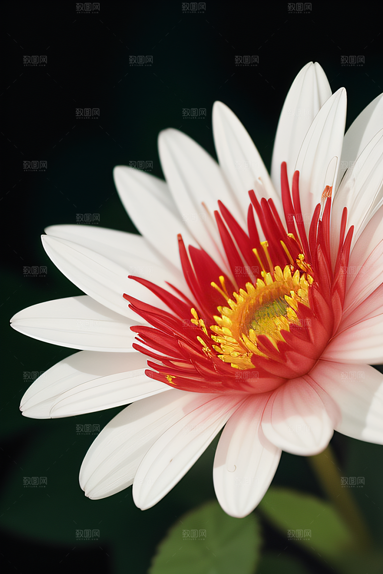 深海之花水底花瓣与心露共舞