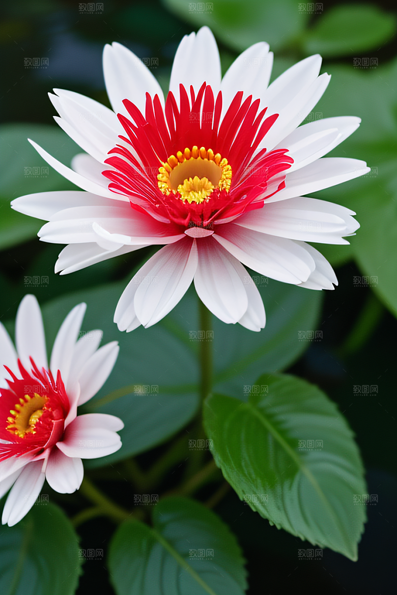 深海之花水底花瓣与露珠之心