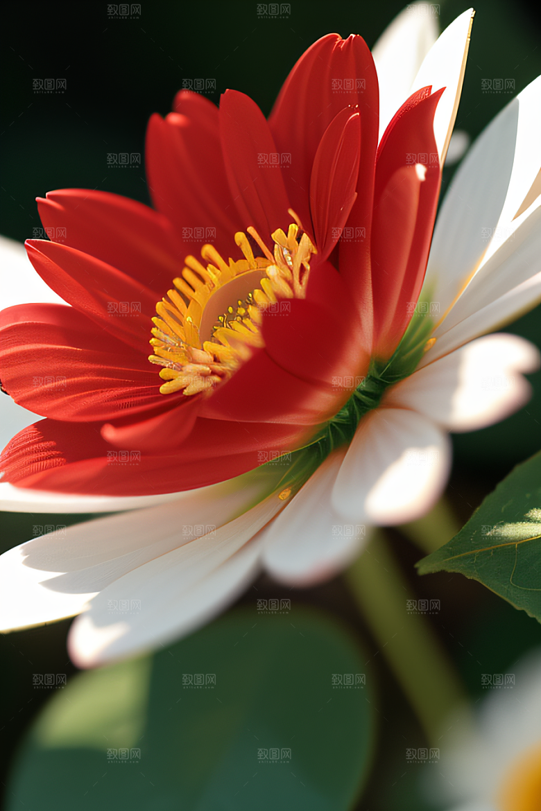 神秘红花深海水底花瓣与心露相映