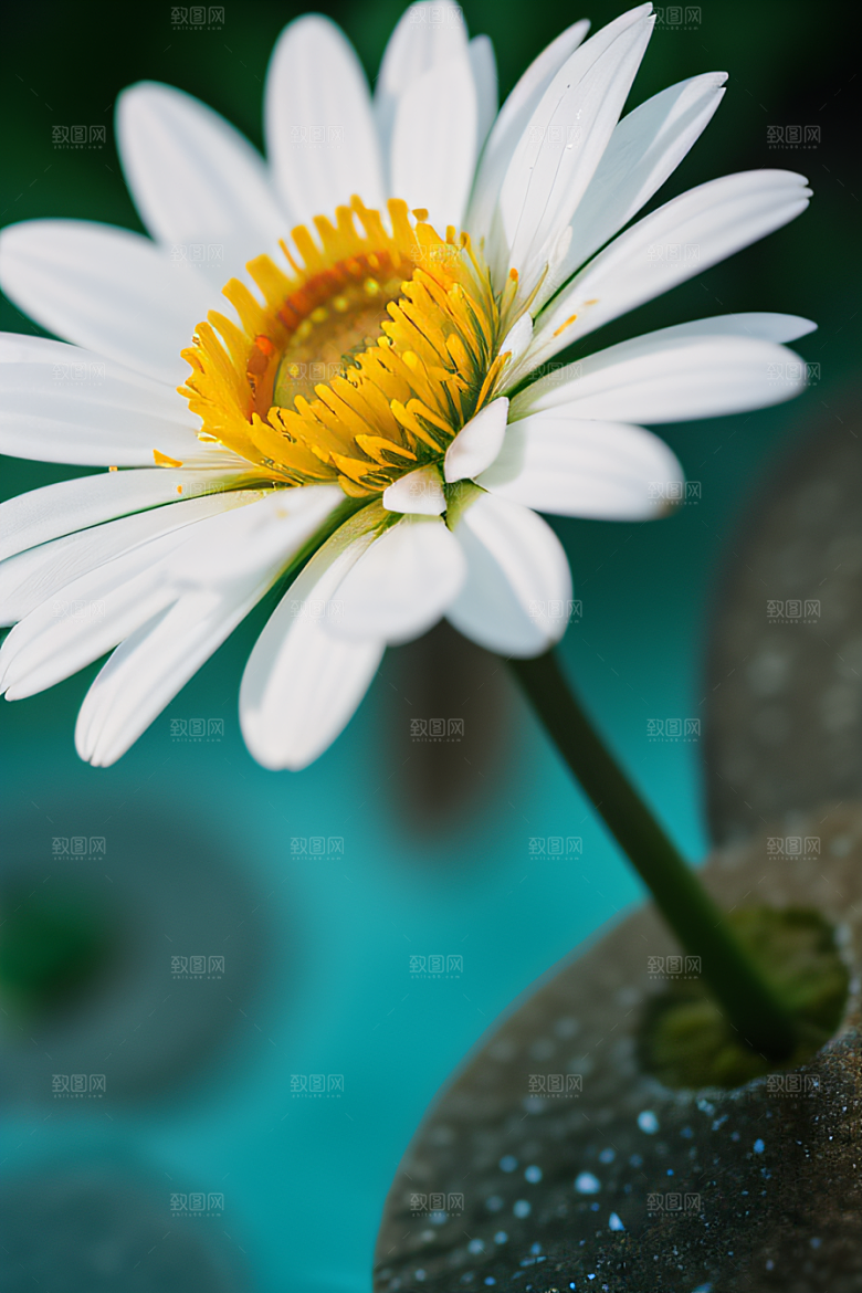 神秘红花深海水底花瓣与心露相映