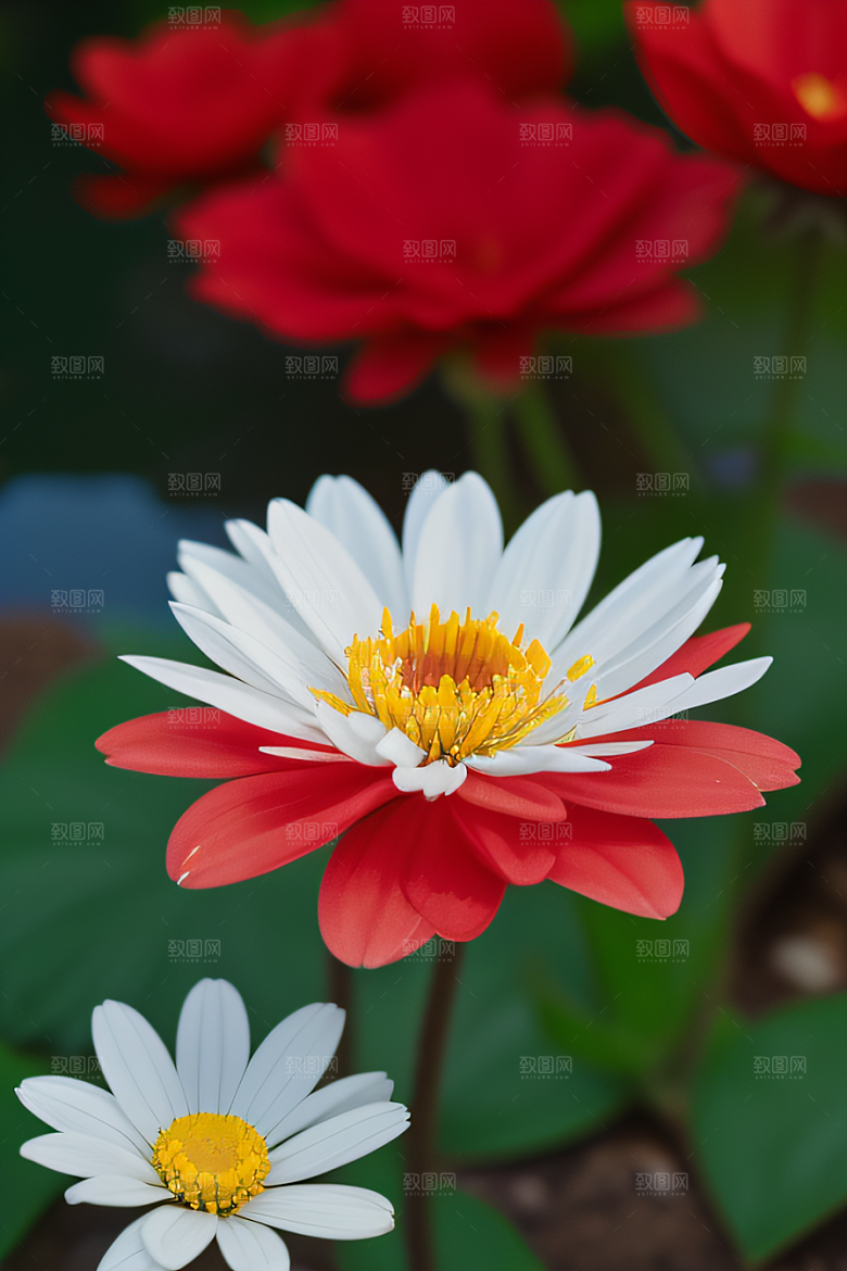 神秘红花深海水底花瓣与心露相映