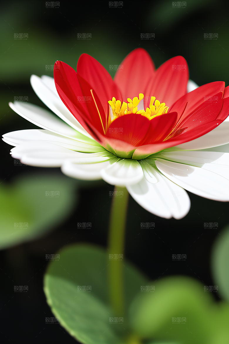 神秘红花深海水底花瓣与心露相映