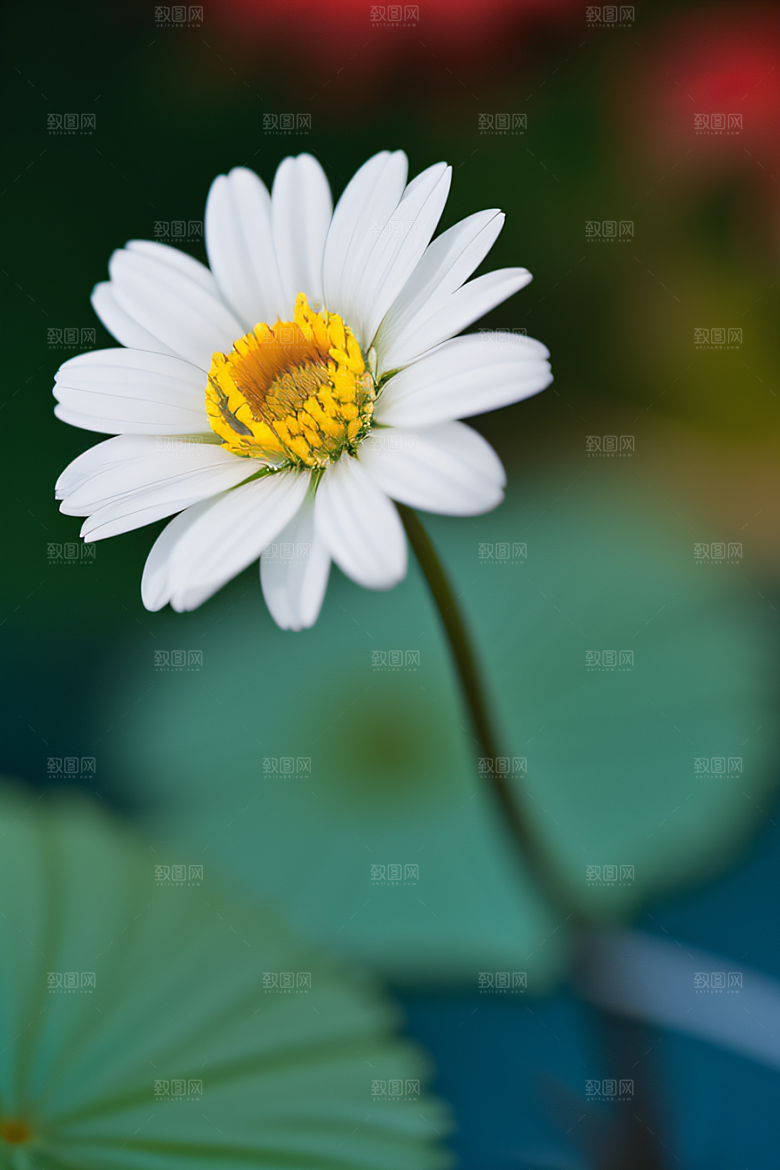 神奇红花深海水底花瓣与心露
