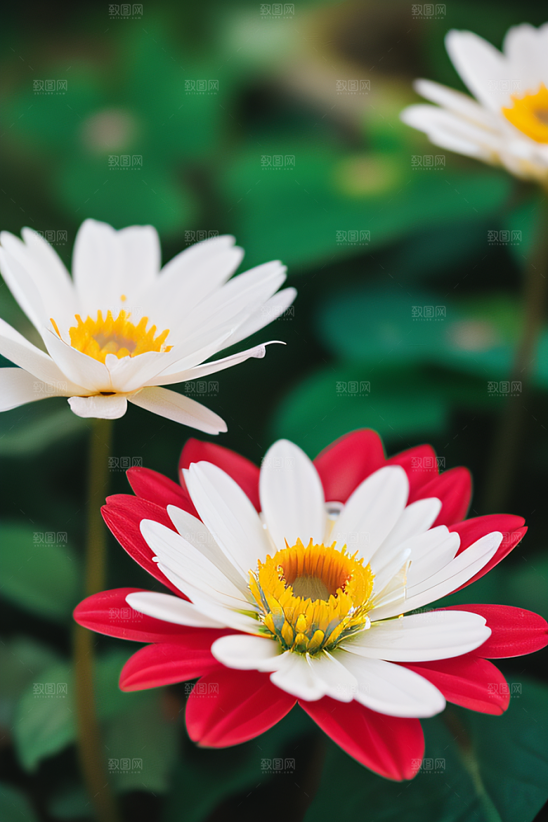 深海之花水底花瓣与露珠之心