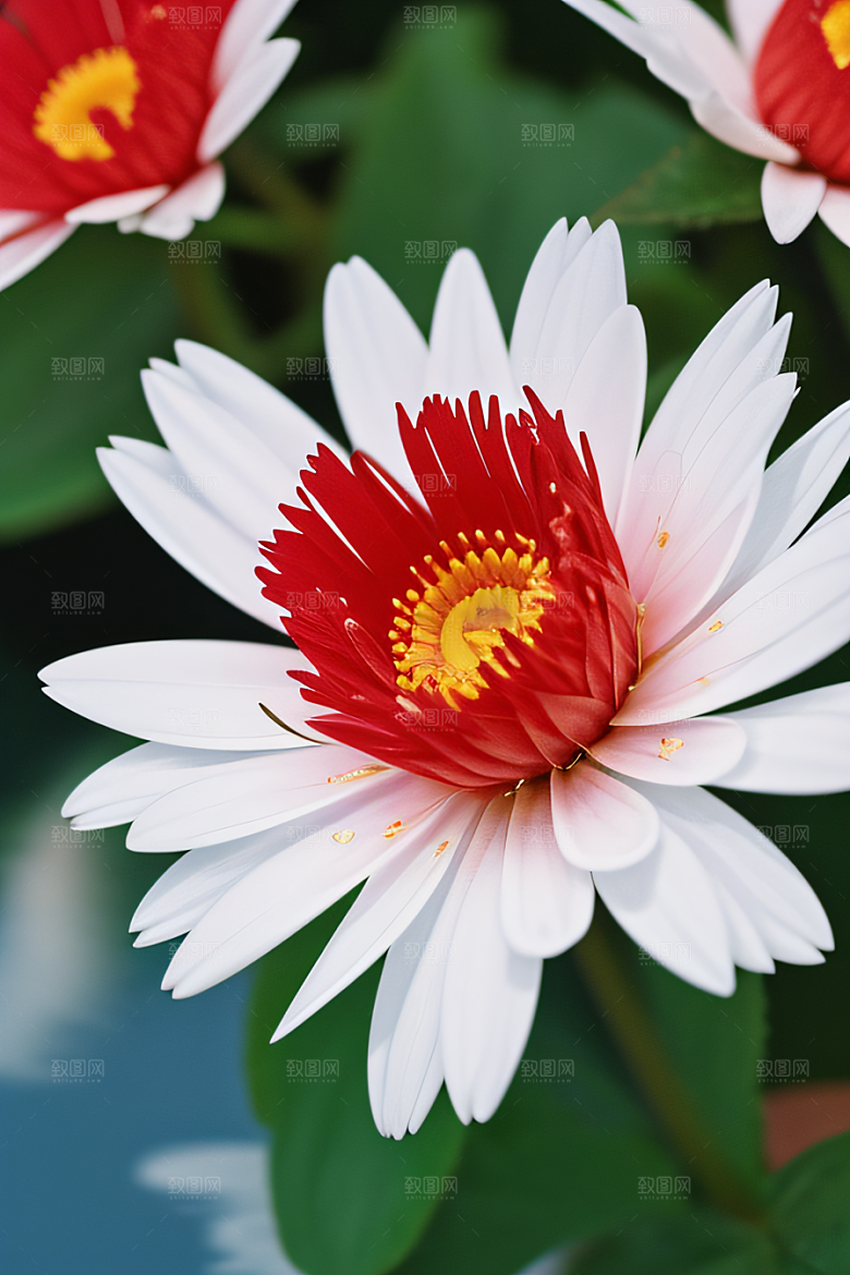 深海之花水底花瓣与露珠之心