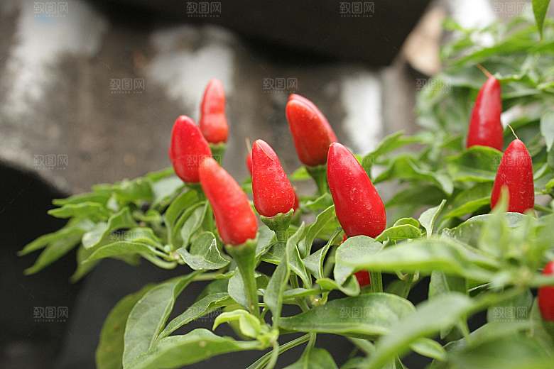 辣椒植物素材摄影