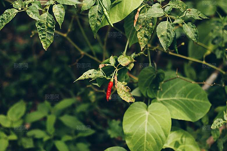 辣椒植物素材摄影