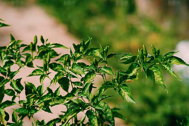 辣椒植物素材摄影