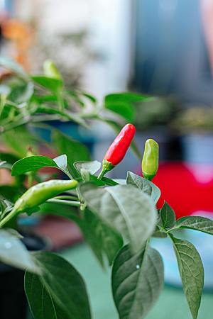 辣椒植物素材摄影