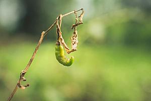 辣椒植物素材摄影