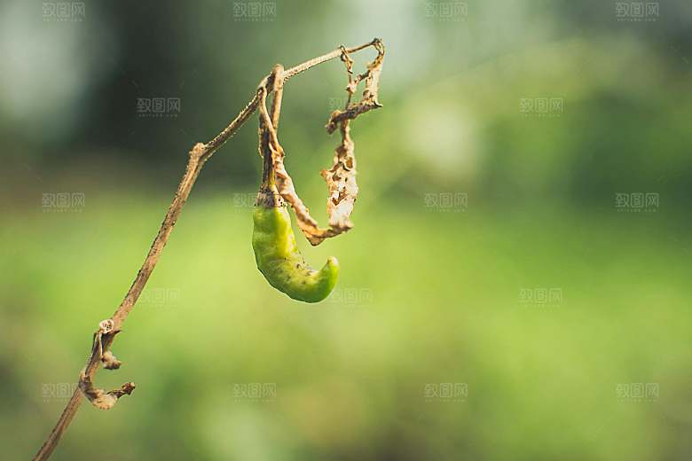 辣椒植物素材摄影