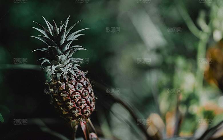 海南菠萝植物摄影素材