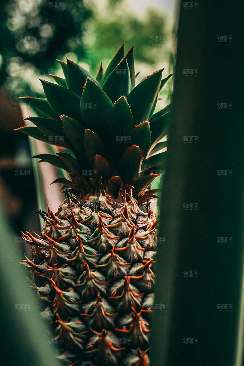 海南菠萝植物摄影素材