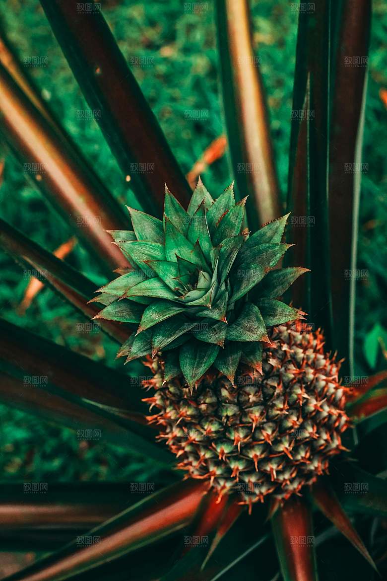 海南菠萝植物摄影素材