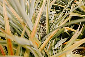 海南菠萝植物摄影素材